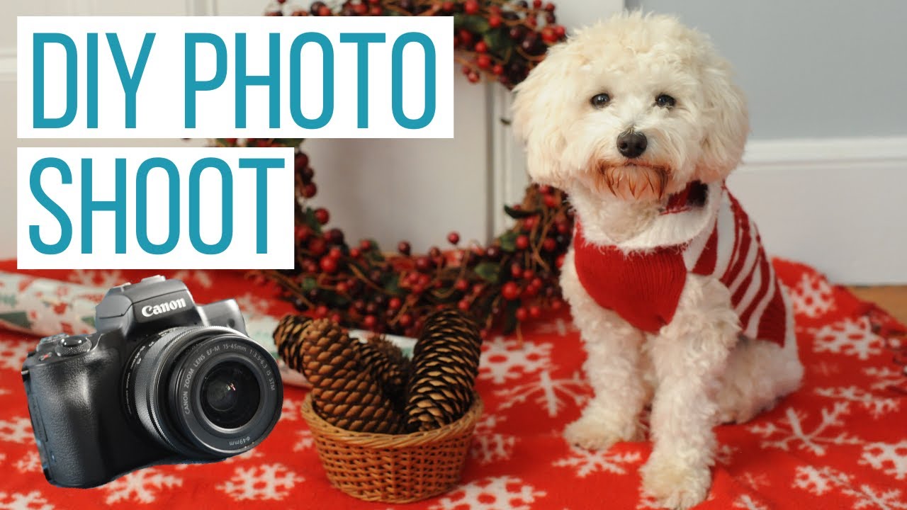 CHRISTMAS DOG PHOTO SHOOT AT HOME! | Rosco’s Maltipoo Christmas - YouTube