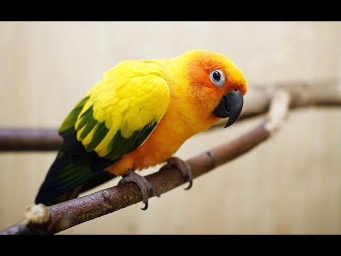 petco hours Cute Parrots Part #3 - A Funny Parrot Video Compilation 2017 - Pet Cute Animals