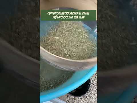 Video: La pigweed è commestibile: scopri come usare le piante di Pigweed in giardino