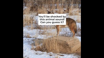 Which Animal Sound is This? 3-Question Game | Zoo In The Car