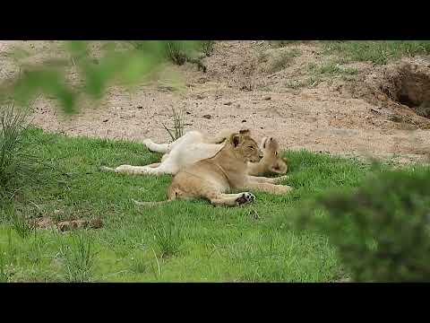 Wild Lion Cubs Playing Copyright Free Animal Documentary Videos