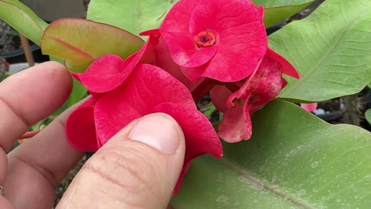 #coronasdecristo #plants #garden 