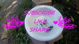 How To Collect Canna Seeds. The Seed Exchange. Subscribe