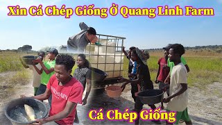 Linh Philip || Thu Hoạch  Cá Chép Giống Tại Quang Linh Farm !!