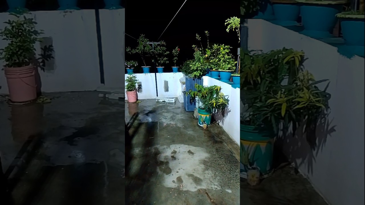 My Garden after rain 🌧️ 