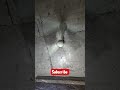 #shortvideo #balloon #funny #memes #comedy #cute #art #balloondecoration #fun