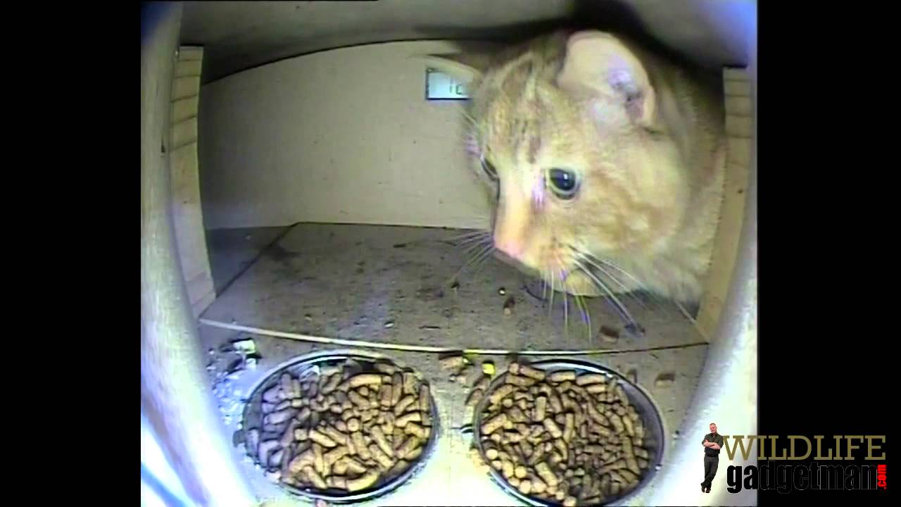 camera iphone 8 plus apk Wildlife Gadgetman - Cat in Hog Weigh Station 1 260214