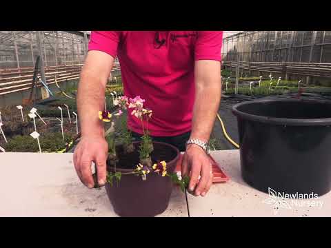 Video: Potte Nemesia-versorgingsgids – wenke om Nemesia in houers te plant