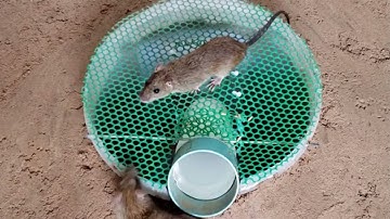 1001 cách bẫy chuột đơn giản và hiệu quả, cách 27