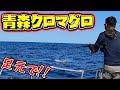 青森クロマグロヒットの瞬間【釣りAQUA日記】#Shorts