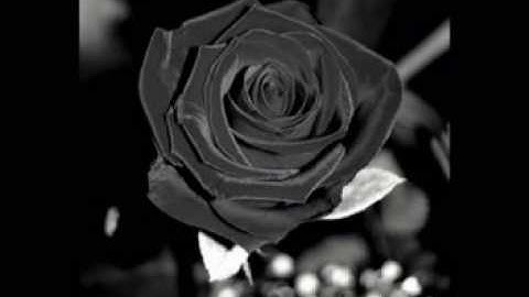 ♥♫GHEORGHE ZAMFIR - Black Rose♥♫