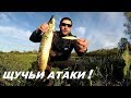 Щучьи атаки, одна за другой  Jackall Squad MInnow 95 SP .