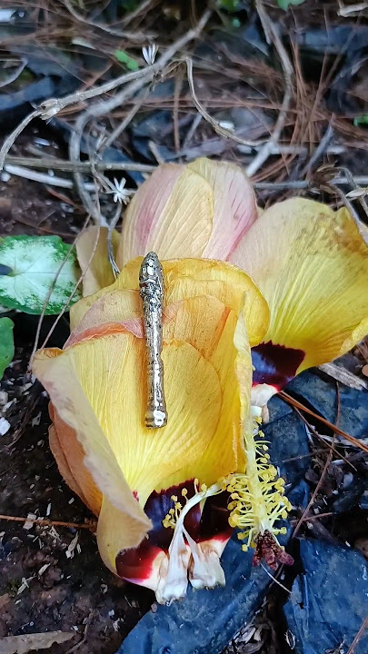 wesi kuning telah ditemukan di dalam bunga waru hanya muncul seribu tahun sekali #mistis #viral