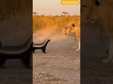 انضر شجاعة غرير العسل كيف هاجم الأسود   عسيلة