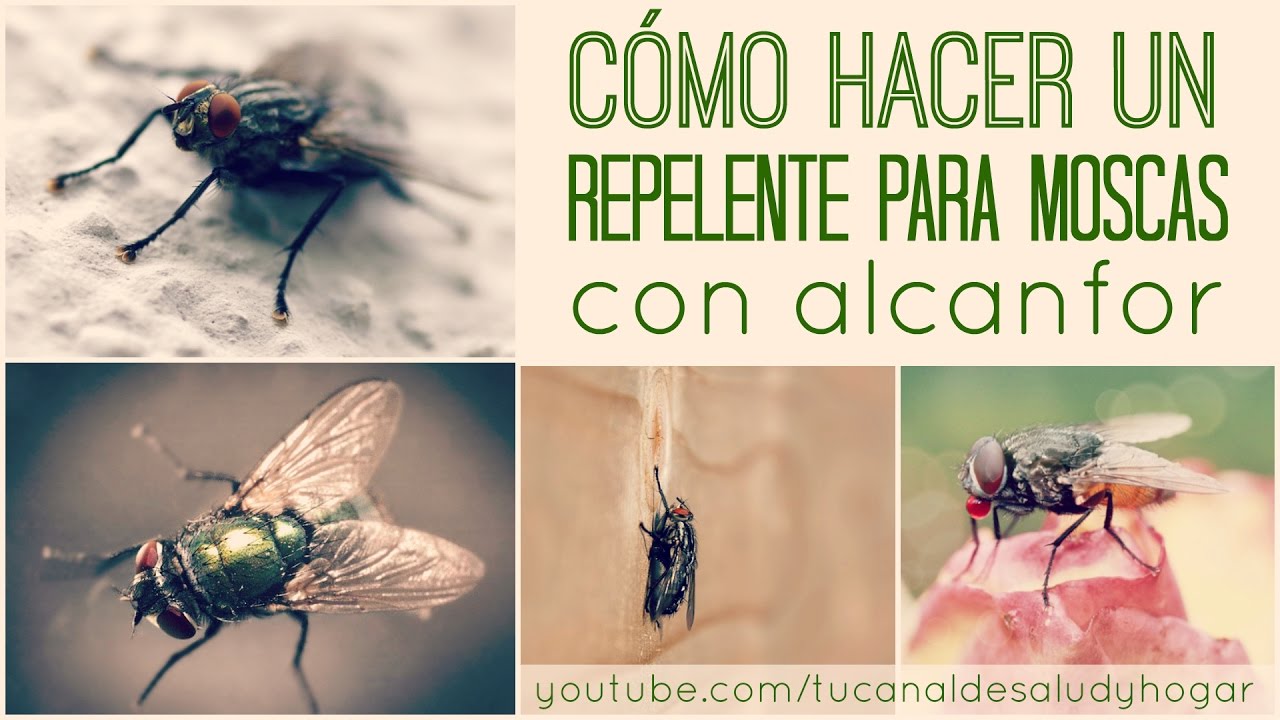 Repelente para moscas casero con alcanfor - YouTube