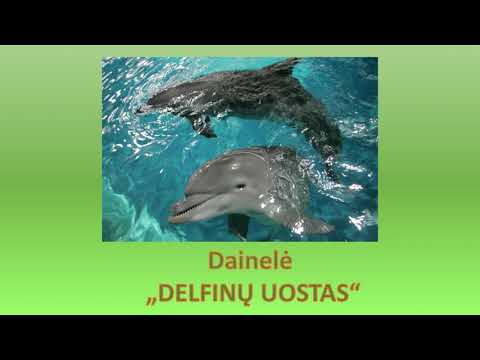 Video: Užburiantis Gamtos Vaizdas - Delfinų žaidimai