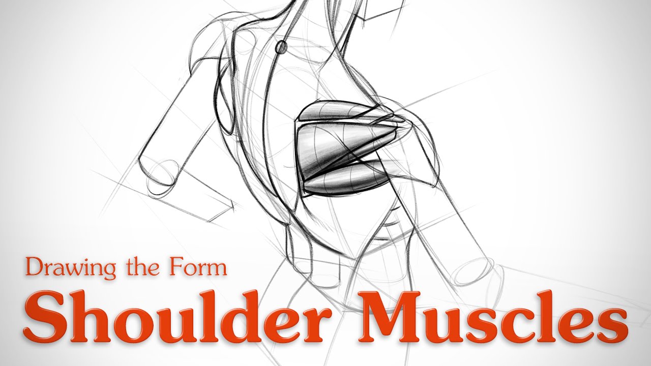 ⁣How to Draw Shoulder Muscles - Form