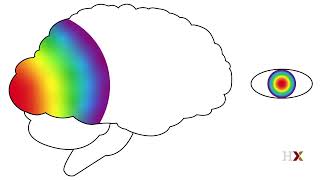 Primary Visual Cortex (V1) #3.11