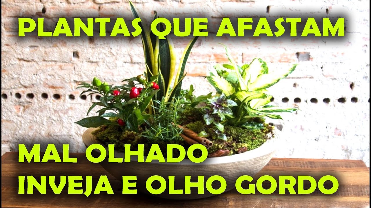 PLANTAS QUE AFASTAM O MAL OLHADO, INVEJA, OLHO GORDO - thptnganamst.edu.vn