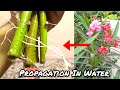 How To Grow Oleander Plant From Cutting || Propagation Of Oleander In Water