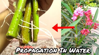 How To Grow Oleander Plant From Cutting || Propagation Of Oleander In Water