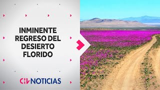 Inminente regreso del DESIERTO FLORIDO en la región de Atacama tras las abundantes lluvias