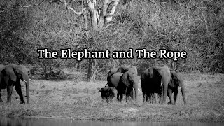 The Elephant and The Rope