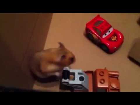 the-funniest-hamster-video-in-the-whole-wide-world