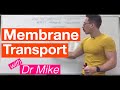 Cell Membrane Dynamics and Transport Mechanisms