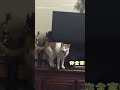 【可愛互動】貓咪被爸嫌吵「瘋狂頂嘴」 為了吃下秒和好如初｜貓咪｜爸爸｜寵物｜搞笑｜吵架