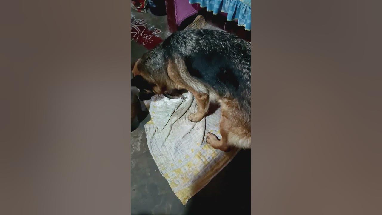 jerman-seaford-dog-puppy-youtube