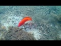 A Hévizi csatorna furcsa halait filmeztük. A narancs fenevad és a többiek.