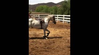 Raisa Rw 2006 Registered Purebred Arabian