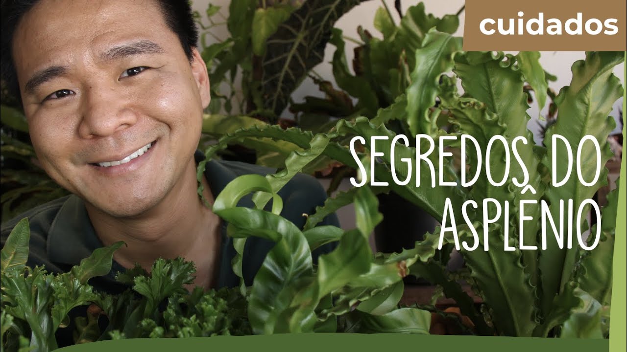 Como cuidar de ASPLÊNIO
