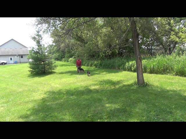 Madison Dog Training German Shepherds Off Leash Come Suburban K9