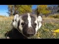 American Badger's DAY OFF