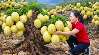 Harvesting Many Harvesting Soft Ripe Muskmelons & Goes To Market Sell | A Thousand Tropical Fruits screenshot 1