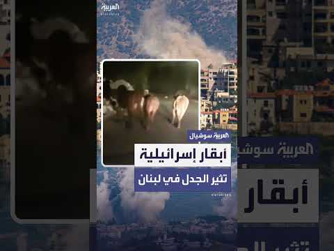 أبقار إسرائيلية تثير الجدل في جنوب لبنان