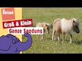 Wie hoch kann ein Pony springen? | Der Elefant | WDR