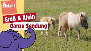 Wie hoch kann ein Pony springen? | Der Elefant | WDR