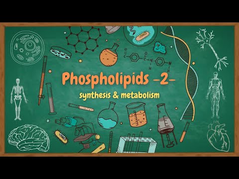  10    استقلاب الدهون الفوسفورية بالعربي