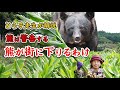 熊が街に下りるわけ