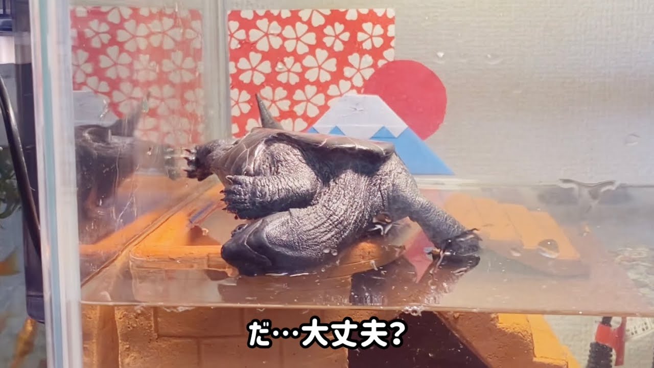 新年早々キャメがやらかしました…(最後におみくじ開封します☆)