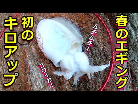 残り1組早い者勝ち ヨーヅリ 秋イカ 新子イカ エギ 1.8号 10