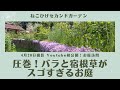 《お庭訪問＊あこさんのお庭①》園芸上級者が作る３年目!?とは思えないスゴ庭／マニアなバラや珍しい宿根草がいっぱい過ぎ