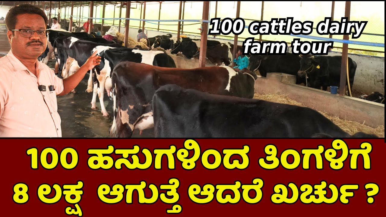 ದಿನಕ್ಕೆ 700 ಲೀಟರ್ ಹಾಲು 100 ಹಸುಗಳ ದೊಡ್ಡ ಡೈರಿ ಫಾರ್ಮ್ ಟೂರ್| dairy farming in Kannada