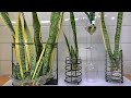 Snake Plant Propagation (Sansevieria) Baby Snake plant care