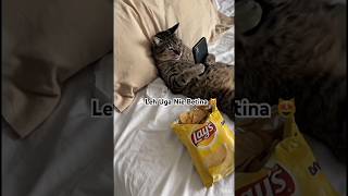 Download Lagu What is this cat looking at? 😸 #cat #cutecat #fatcat MP3