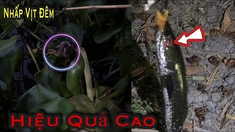 Câu Cá Lóc Bằng Vịt Bầy Lòng Ròng Khủng Khiếp, Câu Đêm