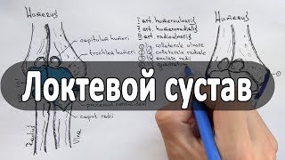 Анатомия локтевого сустава - meduniver.com